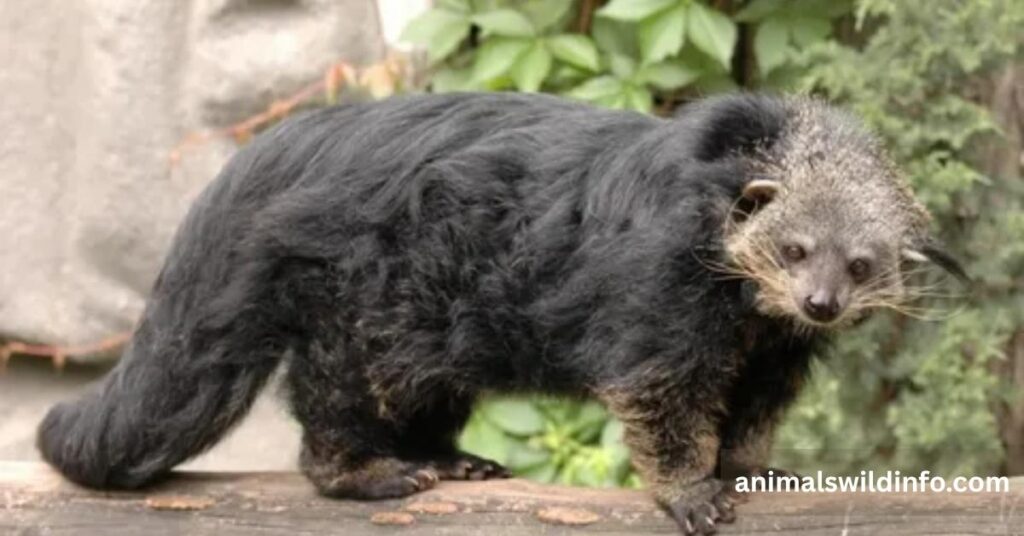 Binturong