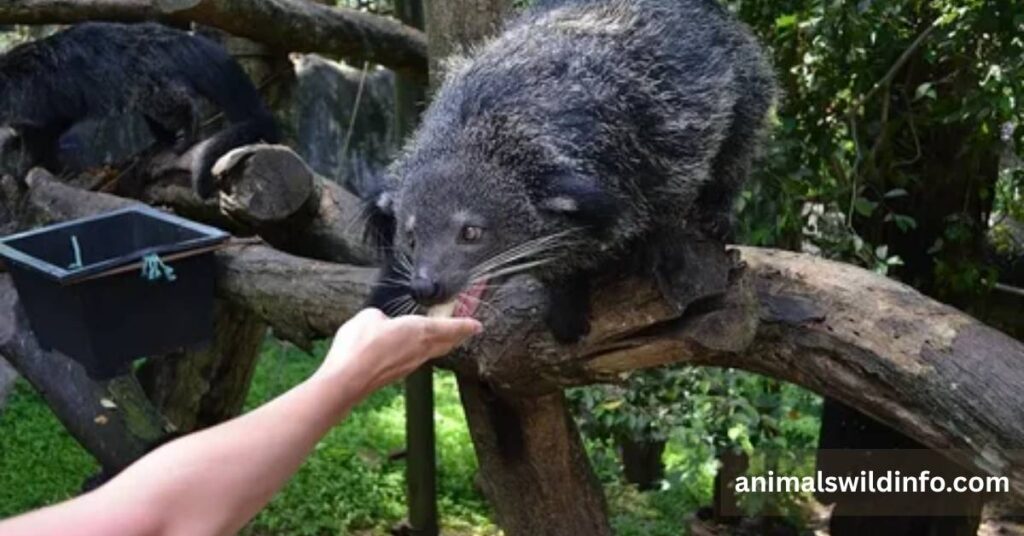 Binturong