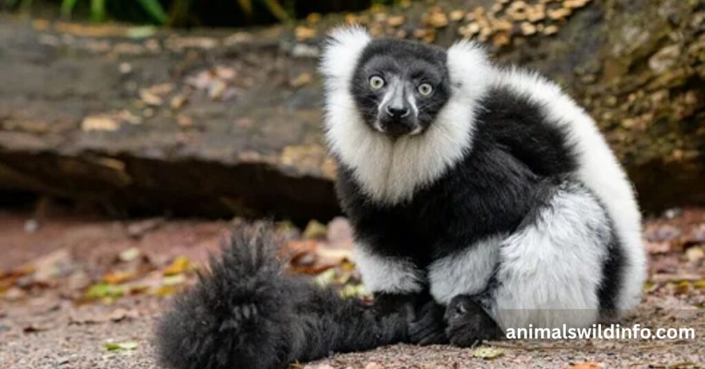 Black-and-White Ruffed Lemur