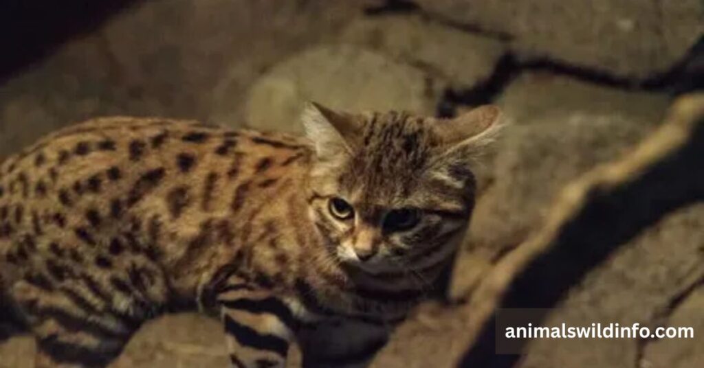 Black-Footed Cat