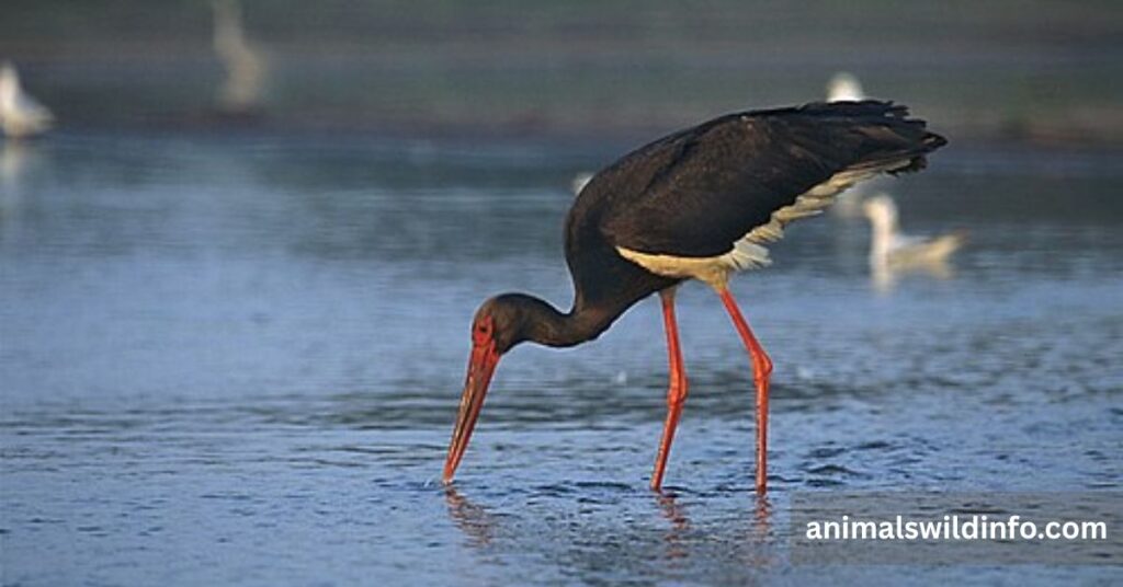 Black Stork