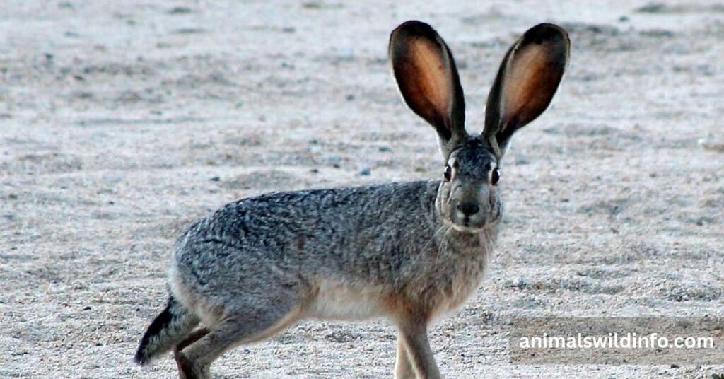 Black-Tailed Jackrabbit