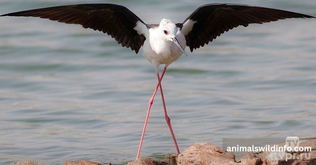 Black-Winged Stilt
