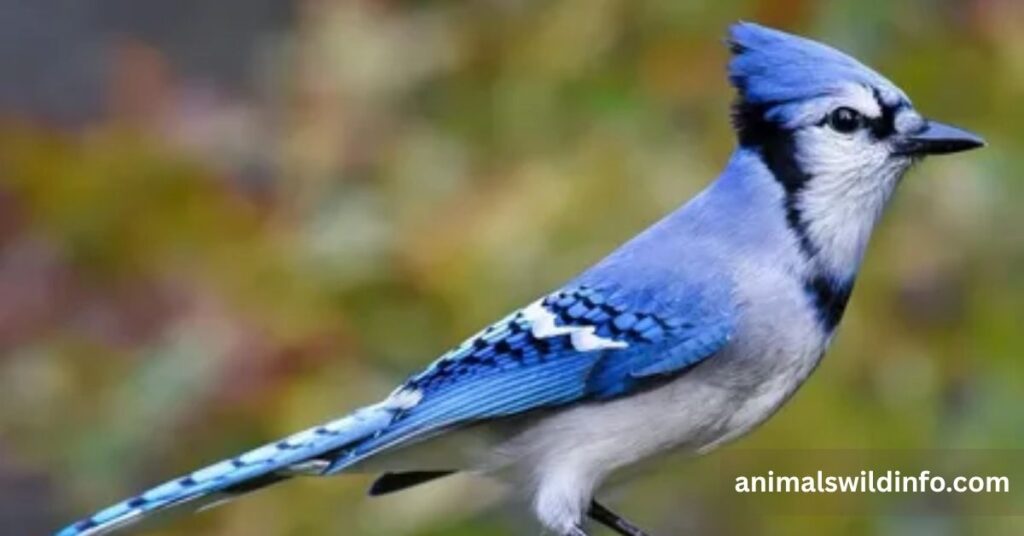 Blue Jay