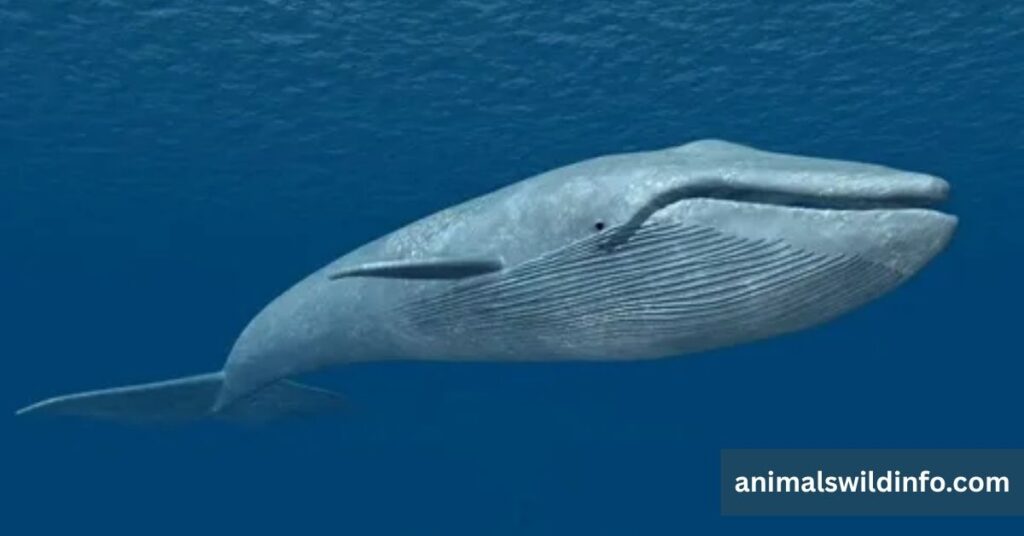Blue Whale