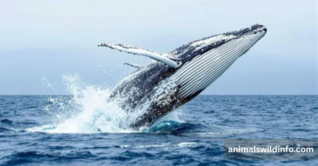 Blue Whale