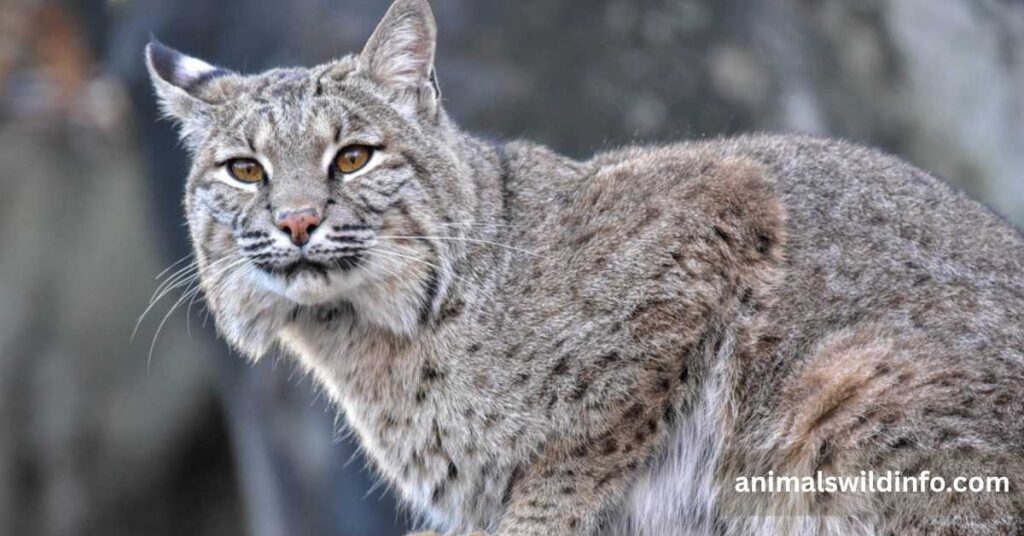 Bobcat