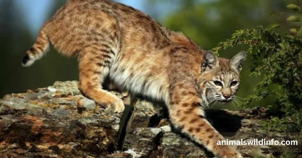 Bobcats