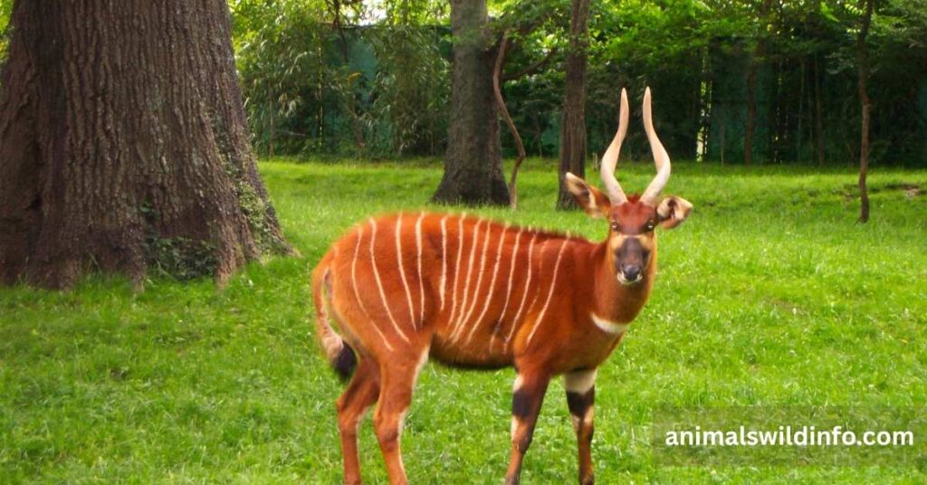 Bongo