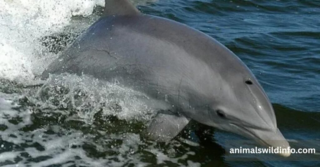 Bottlenose Dolphin