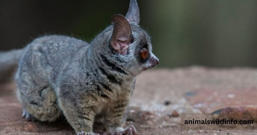 Bushbaby (Galago)