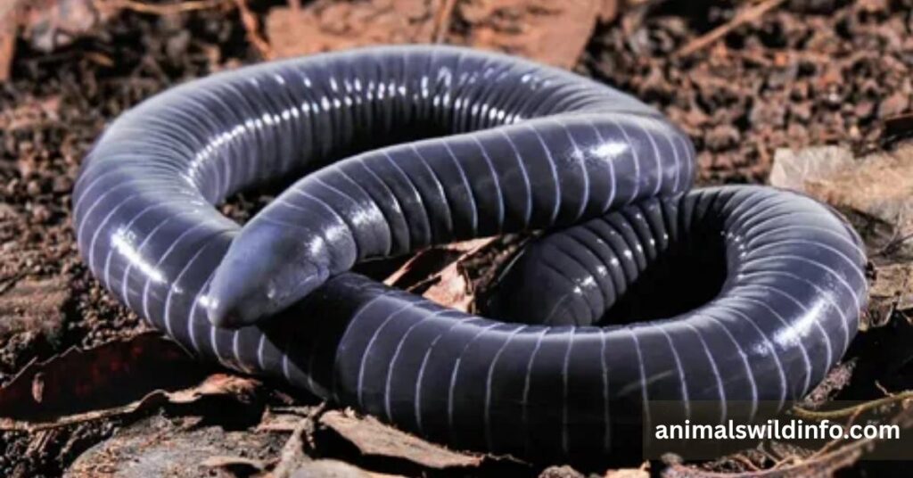 Caecilian