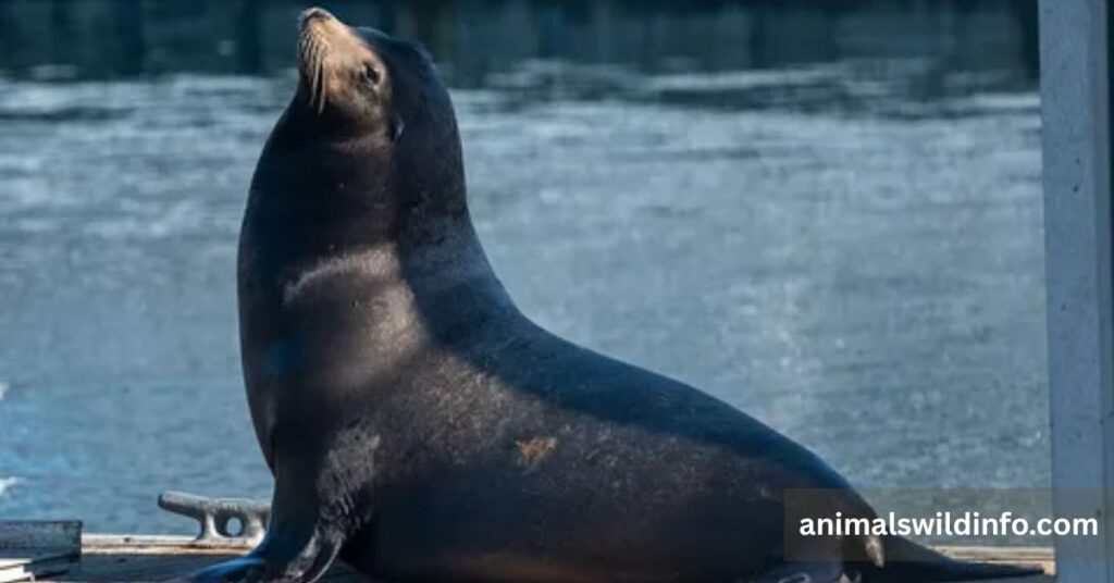 California Sea Lion