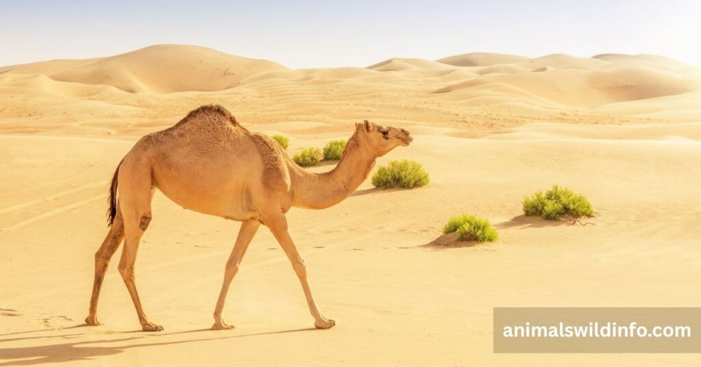 Camel