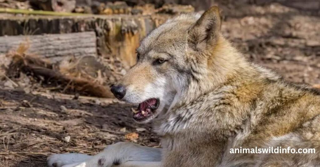 Can Wolves Purr?