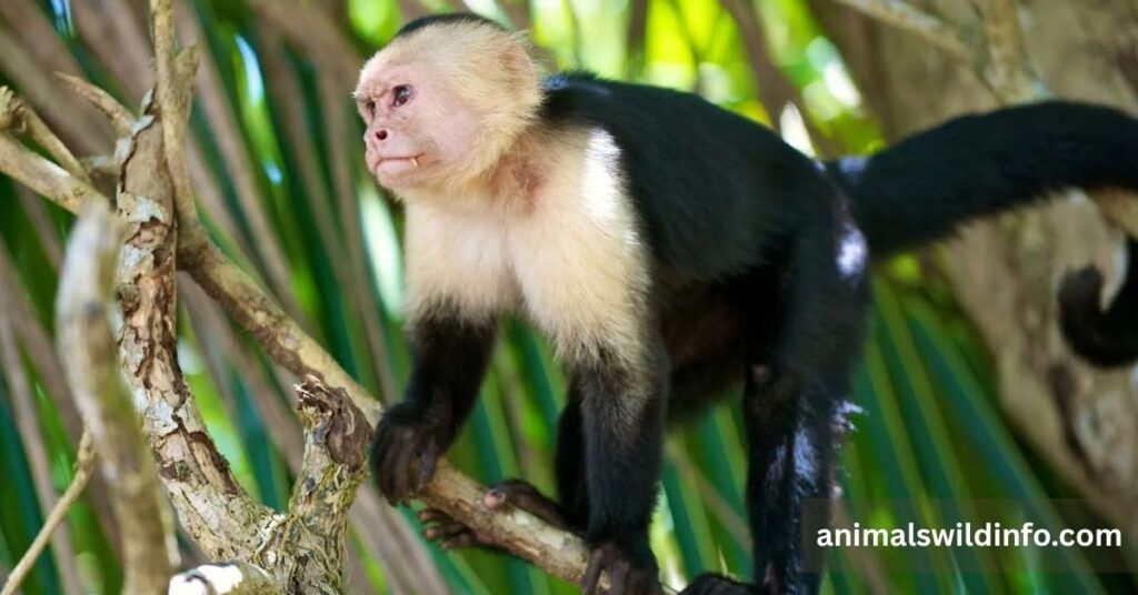 Capuchin Monkey