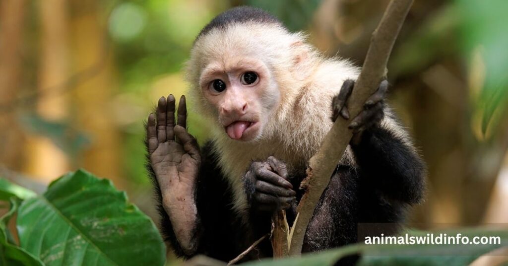 Capuchin Monkey