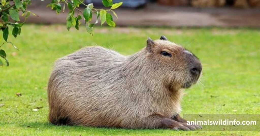 Capybara