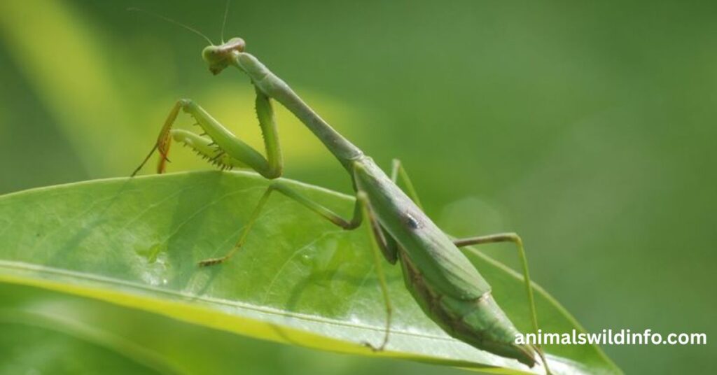 Carolina Mantis