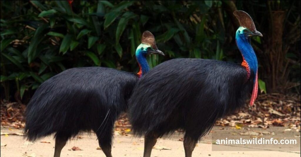 Cassowary