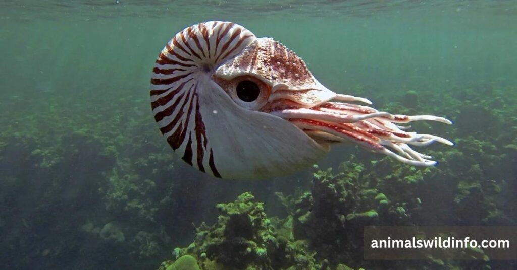 Chambered Nautilus