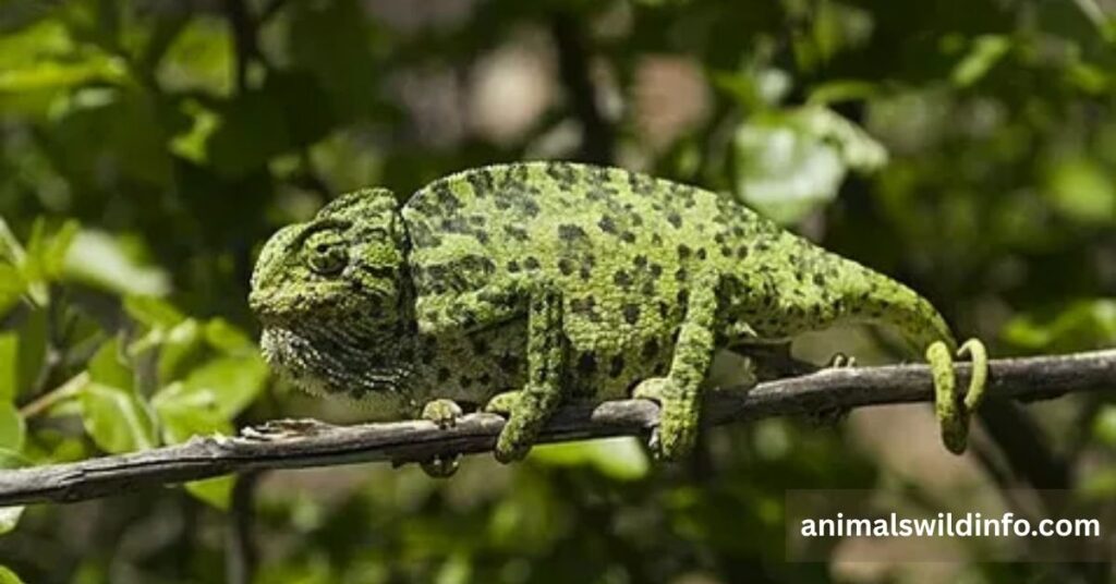 Chameleon