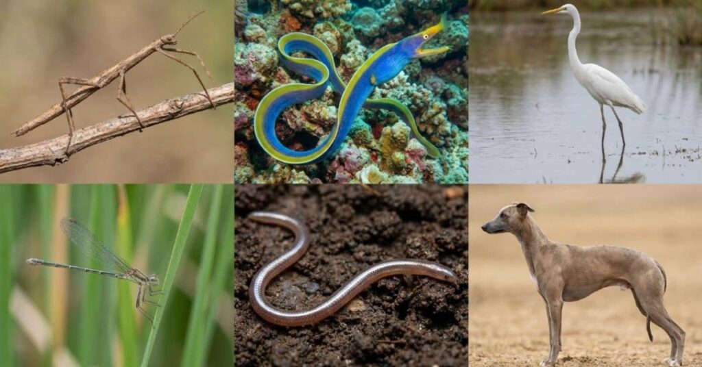 Characteristics of Skinny Animals