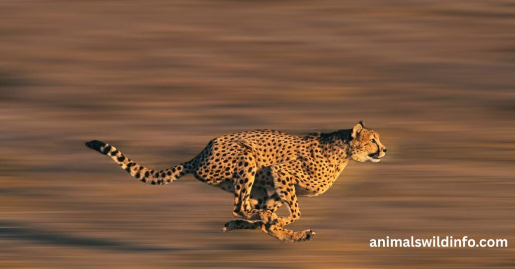 Cheetah