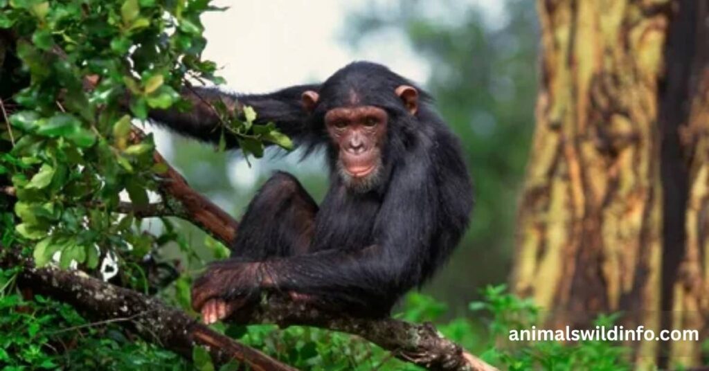 Chimpanzee