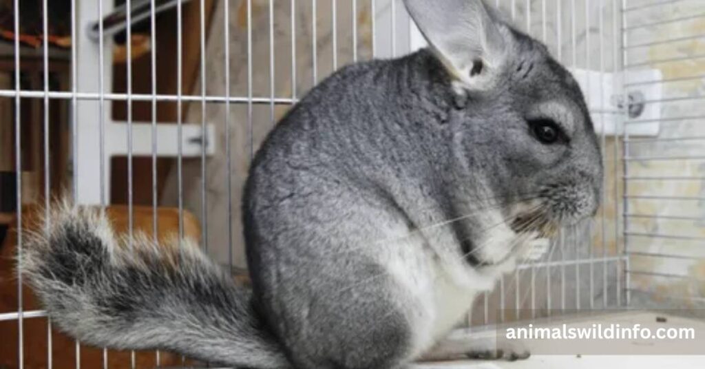 Chinchilla