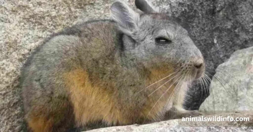Chinchilla