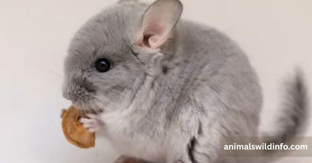 Chinchilla