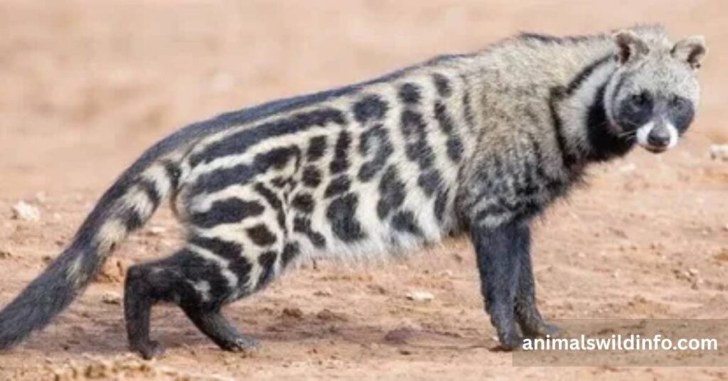 Civets