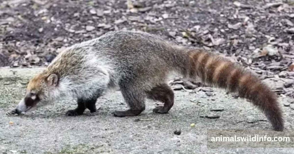 Coatimundi (Coati)