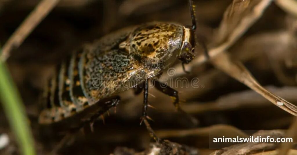 Cockroach