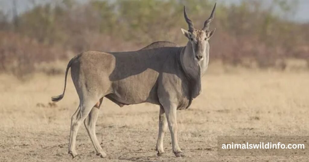 Common Eland