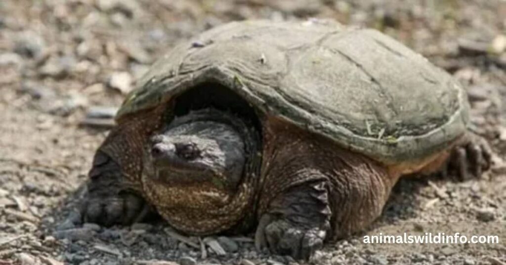 Common Snapping Turtle