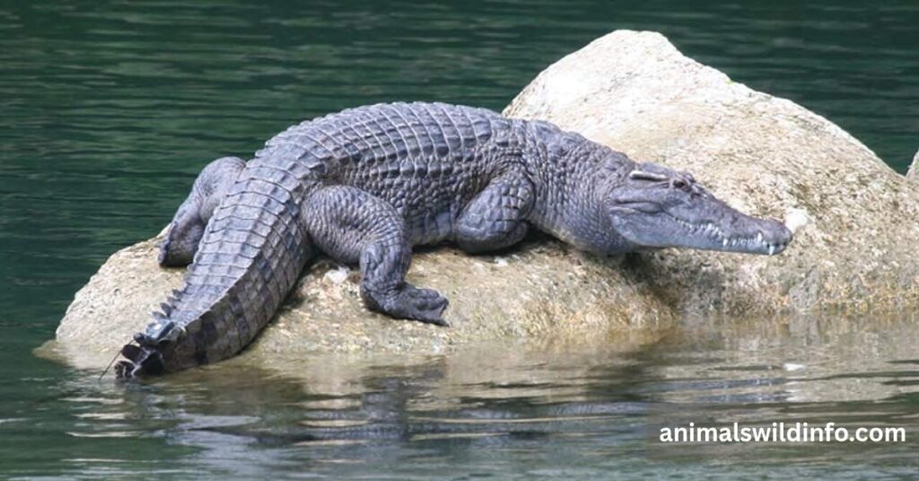 Crocodile
