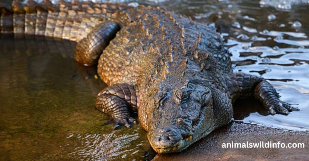 Crocodile
