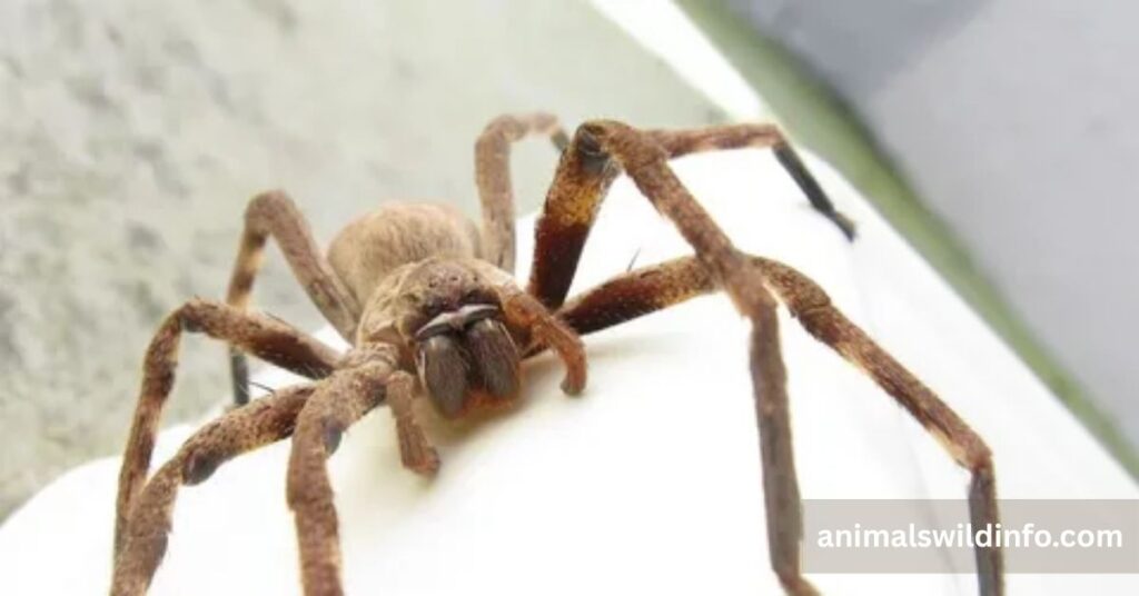 Daddy Longlegs