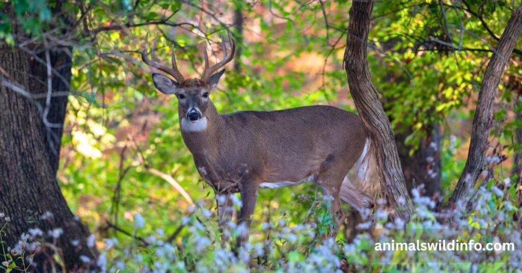 Deer