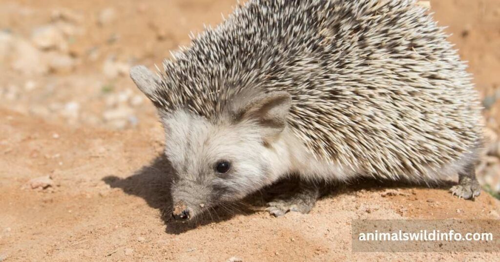 Desert Hedgehog