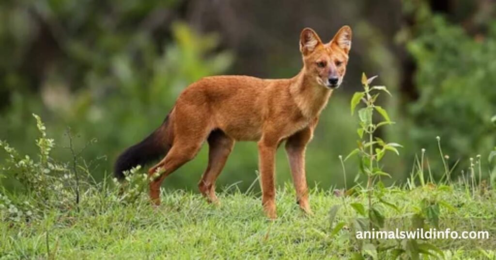 Dholes