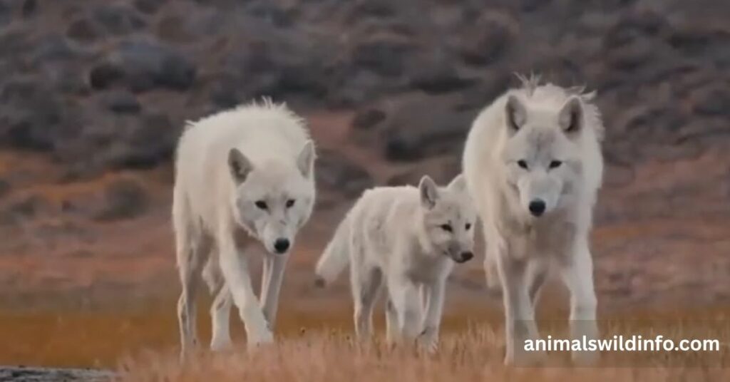 Do Wolves Purr