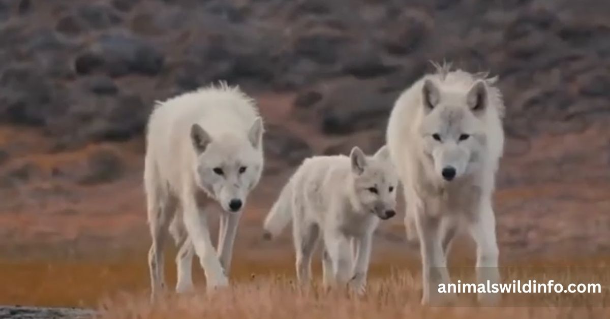 Do Wolves Purr