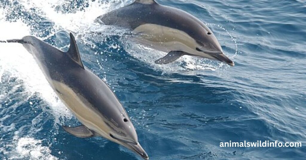 Dolphin