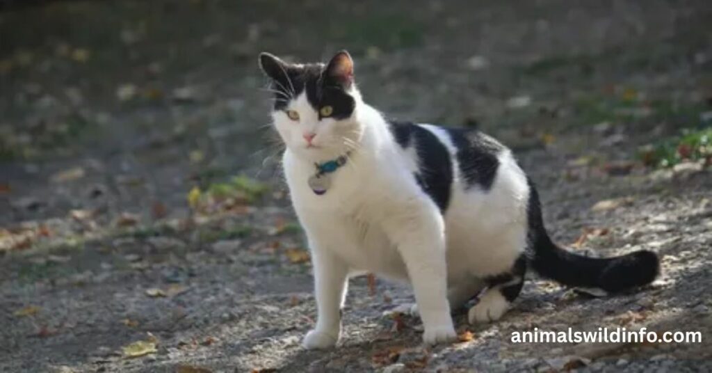 Domestic Cat