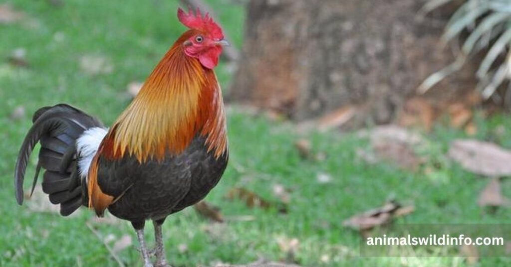 Domesticated Chicken