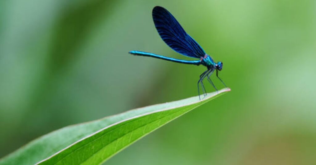 Dragonfly