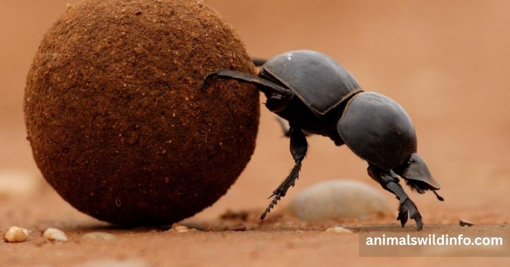 Dung Beetle